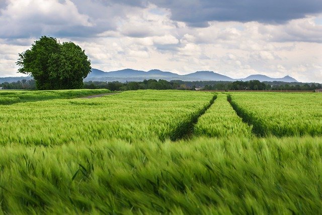 Nawożenie zbóż – kiedy azot?