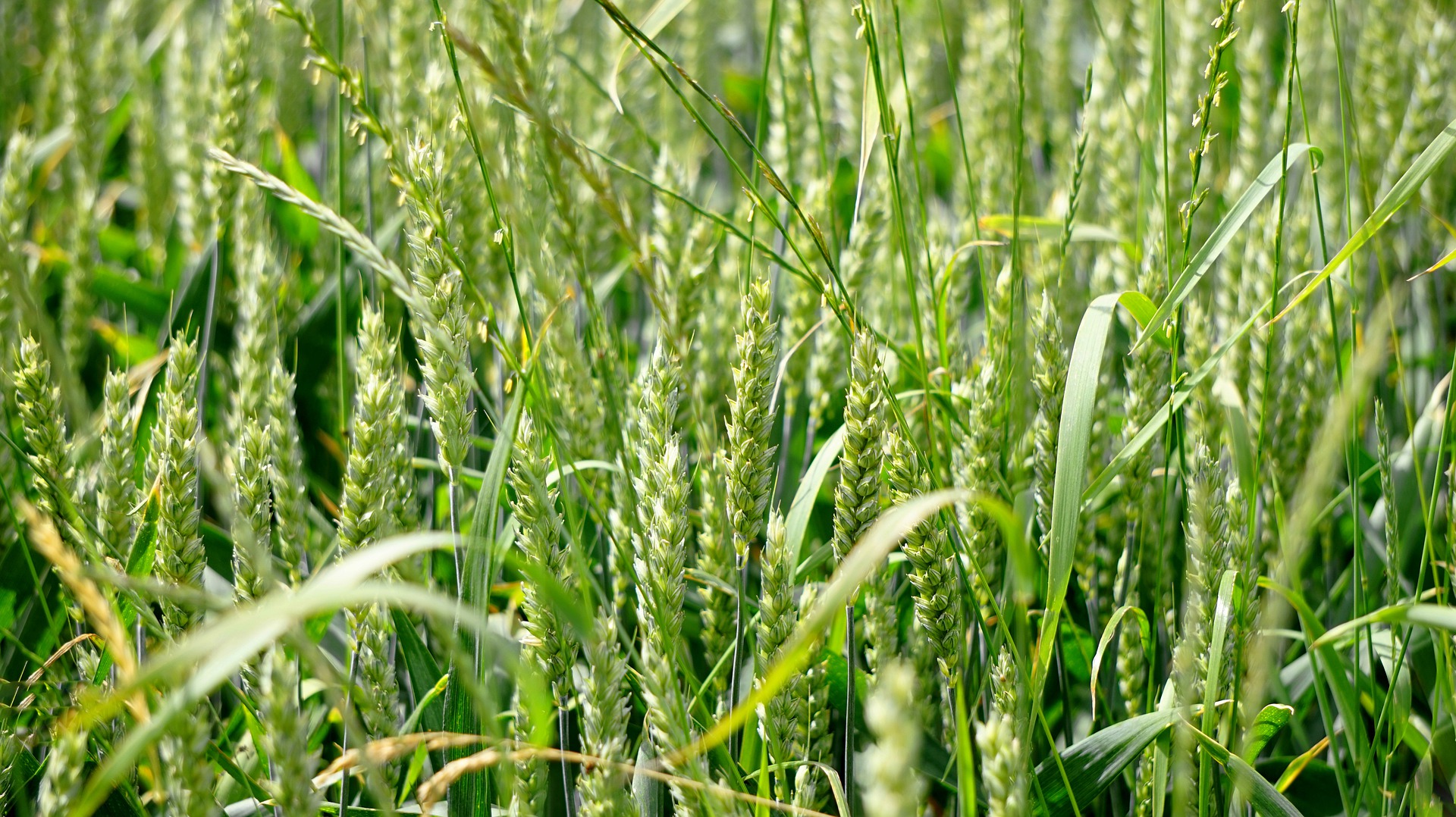 Ochrona herbicydowa zbóż ozimych