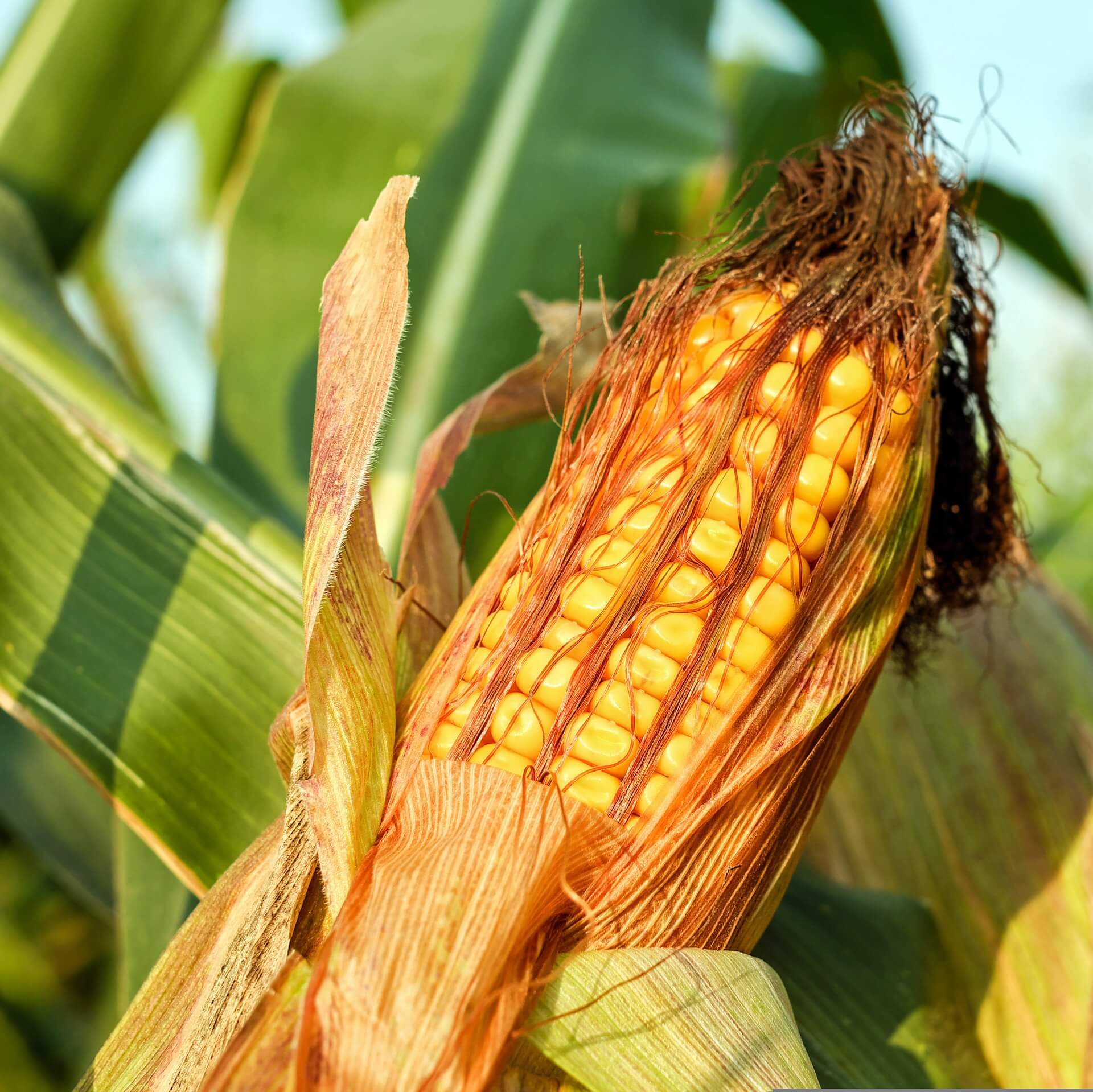 Październik to sezon kukurydzy! Jakie trendy widzimy na rynku?
