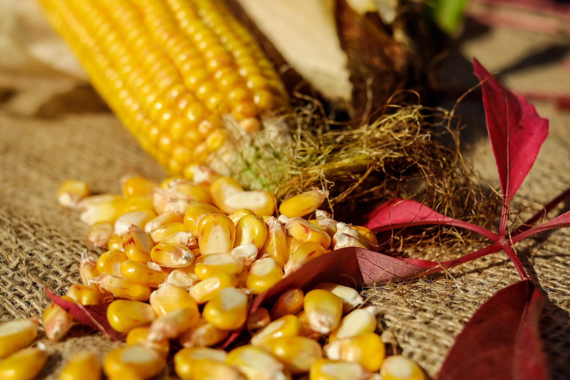 Czym kierować się przy wyborze odmiany kukurydzy?