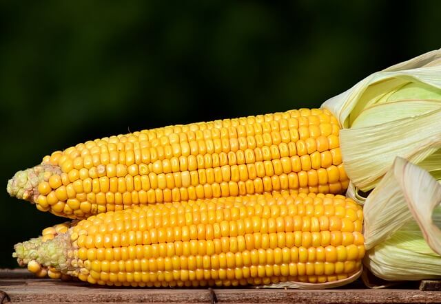 Jak nawozić i chronić uprawę kukurydzy?