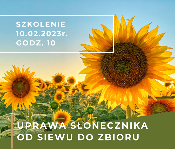 Szkolenie uprawa słonecznika