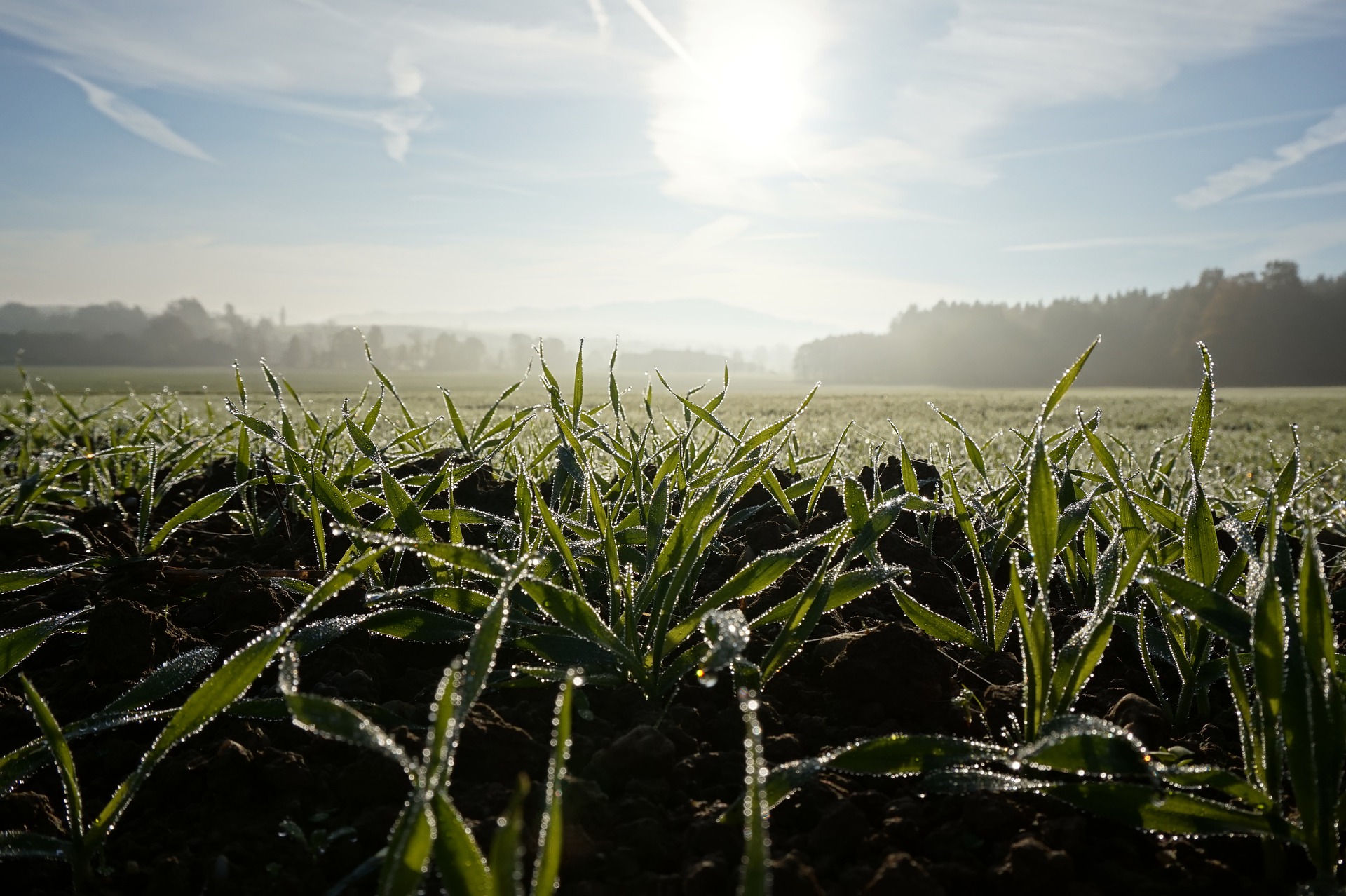Zabieg herbicydowy a ochrona zbóż ozimych