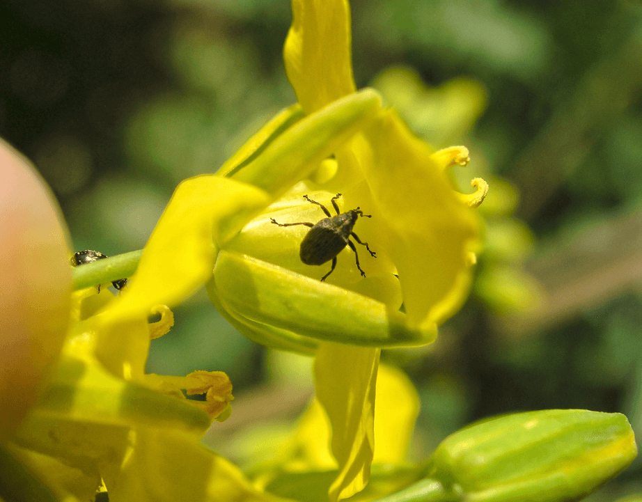 szkodnik_chowacz_podobnik