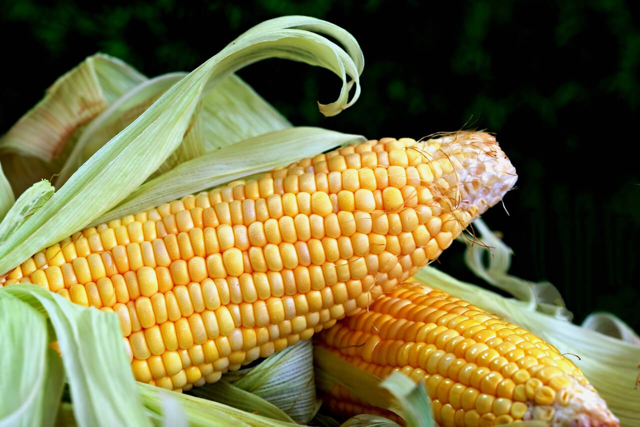 Szkodniki w kukurydzy – jak skutecznie z nimi walczyć?