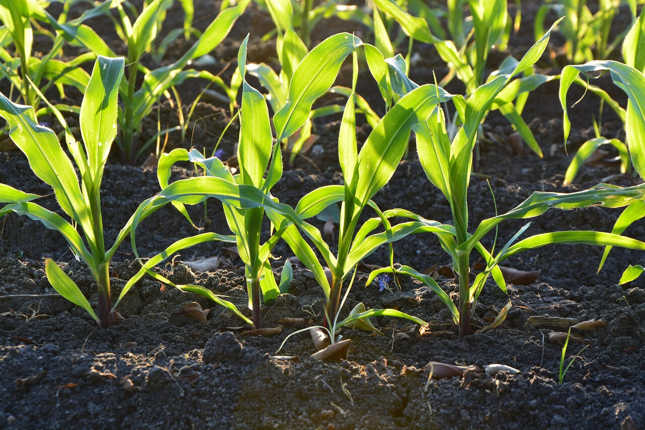 Nawożenie kukurydzy – jakie składniki potrzebuje