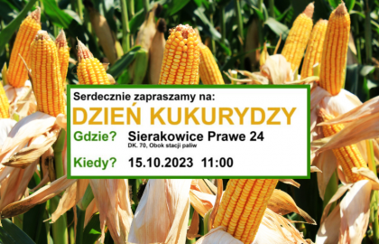 kukurydzy_sierakowcie