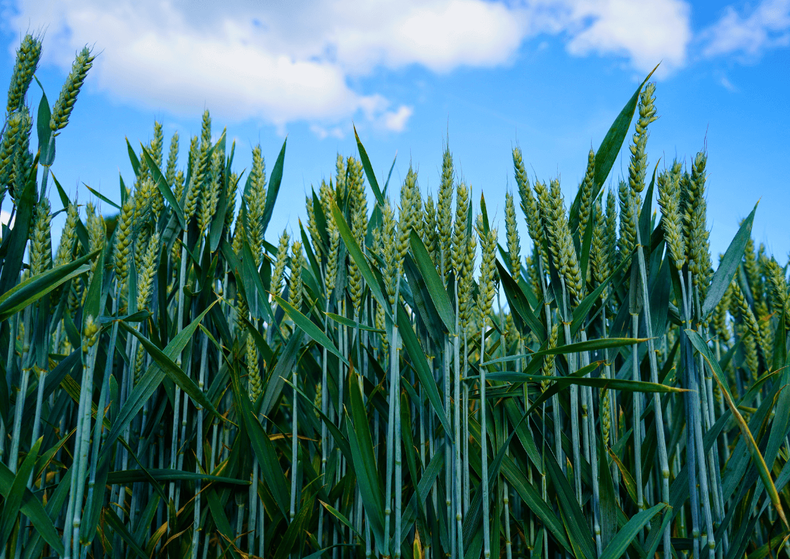Belenus w uprawie zbóż