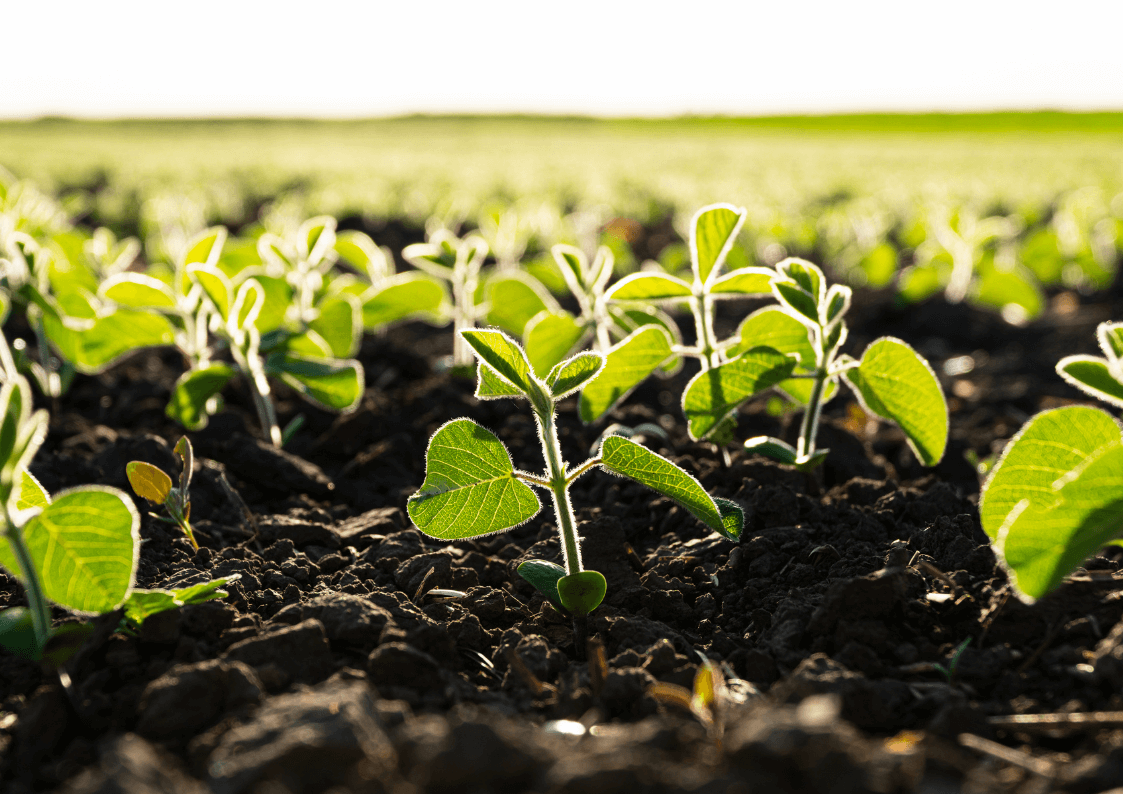Rośliny bobowate – jak chronić uprawę