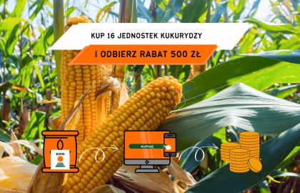 kukurydza kolba