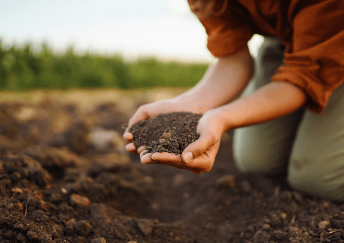 Wapnowanie kluczem do urodzajności gleby