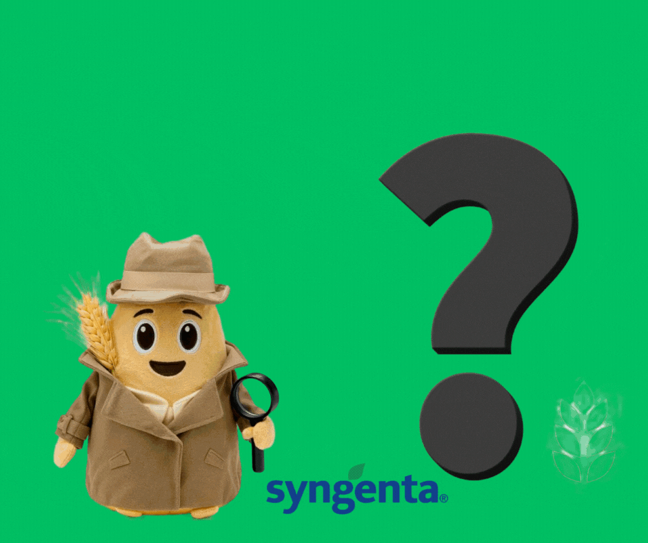 kłos Syngenta