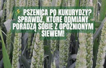 pszenica_po_kukurydzy