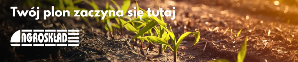 kukurydza_faza_rozwoju